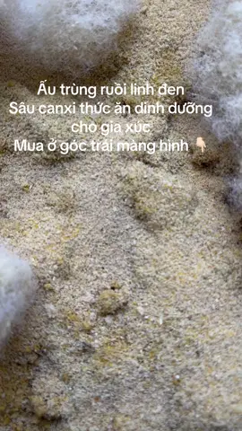 Ấu trùng ruồi linh đen Sâu canxi thức ăn dinh dưỡng cho gia xúc  Mua ở góc trái màng hình 👇🏻#viral #tiktok #anh2bi #aftereffects #sâucanxi 