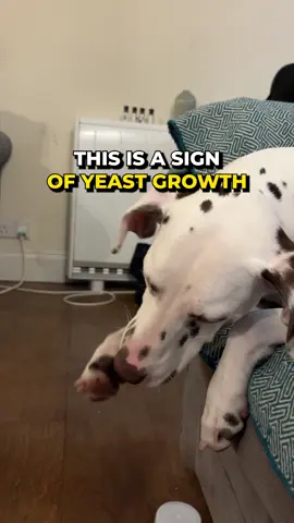 Yeast growth can be one of the most frustrating things for a dog to deal with. Here are the key signs your dog is fighting it and a brilliant chew that can help used by over 2.3 million owners