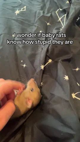 Btw the cage in the last slide isn’t permanent, it’s just for quarantine 😸 #fyp #petratsoftiktok #petrat #fancyrat #petrats #ratsareawesome #fancyrats 