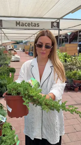 Aquí está el secreto de dónde consigo las hierbas para mis recetas 🤫 Tengo un hobby que no encaja mucho con la imagen de una bloguera: la jardinería y el cultivo de hortalizas 😅👩🏻‍🌾 En España, por cierto, rara vez se ven huertos; aquí, los terrenos se convierten más en lugares de descanso que en espacios para plantar. Pero a mí realmente me encanta esta actividad, así que tan pronto como llego a un mercado de plantas, mis manos automáticamente se estiran para comprar 
