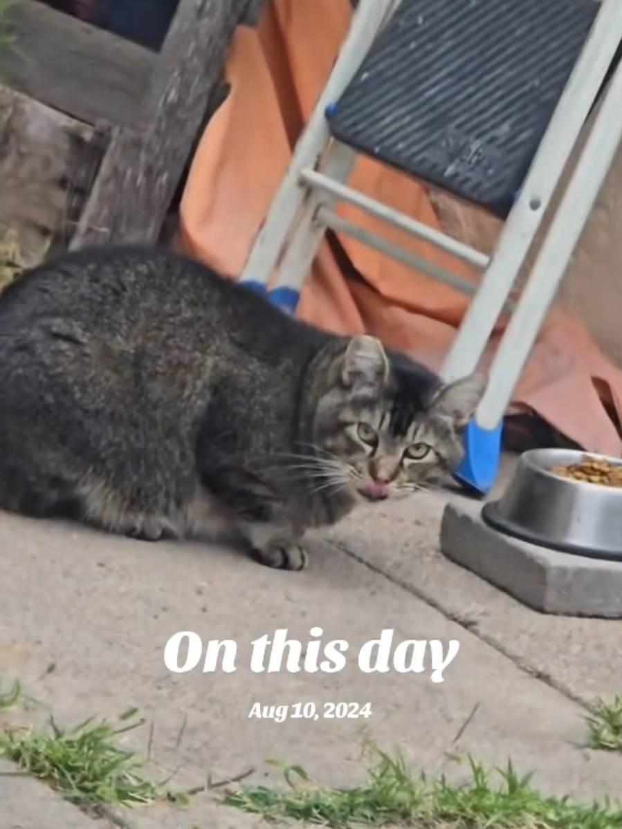 #onthisday #cat #catsoftiktok #foryou #foryoupage 