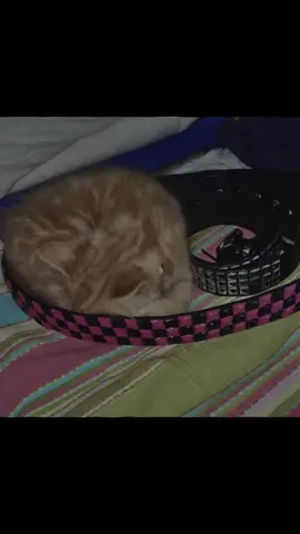 тгк: xpam_b3opbah #mindlessselfindulgence #msi#мси#джиммиюрин#jimmyurinemsi 