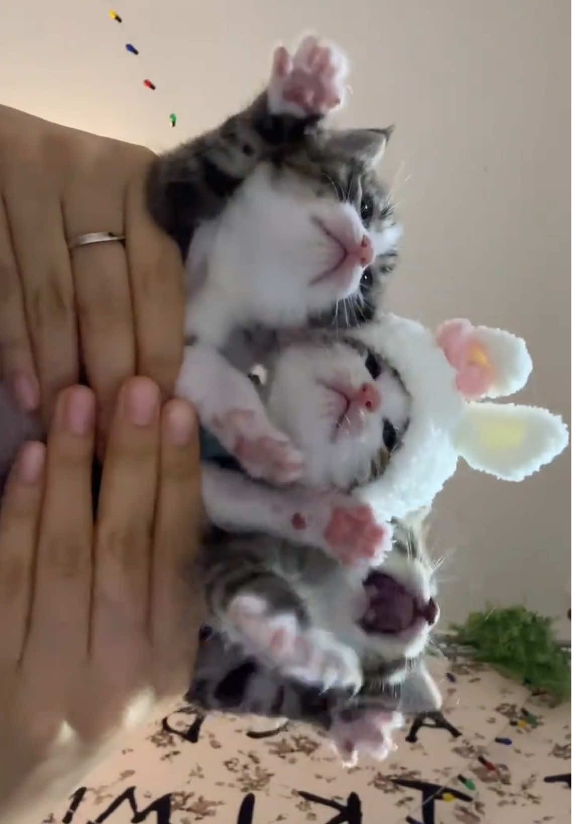 I'm Xiao Bianbian, 0.08 years old. It's my first time to eat meat today#cat #cute #kitty #猫 