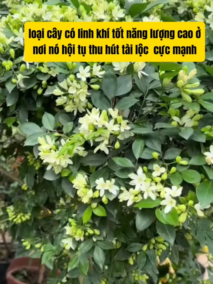 Loại cây năng lượng cực mạnh  #Nguyencucsimphongthuycaivan #simkichcuoi #Simtrohochanh #Simtrosuckhoechonguoigia #Chanbiensoxe #Matkhaukhoamay #kimtamcat413