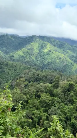 กินชาไทยยังไงให้ฟินขนาดนี้ครับบ ⛰️☺️💚🌳 #จุดชมวิวกม12 #ปิล๊อก399โค้ง #600coffee #จุดชมวิวกม12ระหว่างทางขึ้นบ้านปิล็อก #อีต่องล่าสุด 
