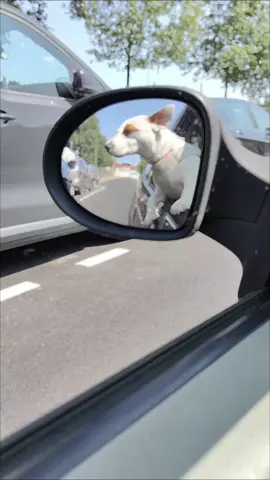 un petit tour en voiture 😍🤣 #jackrussellterrier #loveyou #doggo #perros #cane #dogs #jack #dogsoftiktok #puppylove #animals 