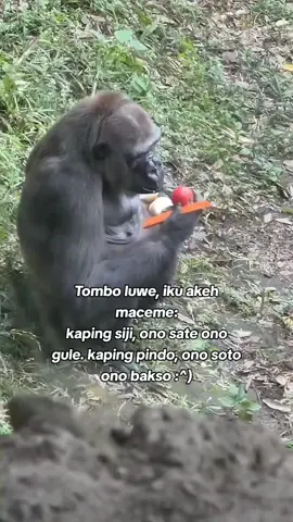 #fypp tombo luwe🥴#jowopride #katakata #storywa #puitekchanel #gorilla #fyp 