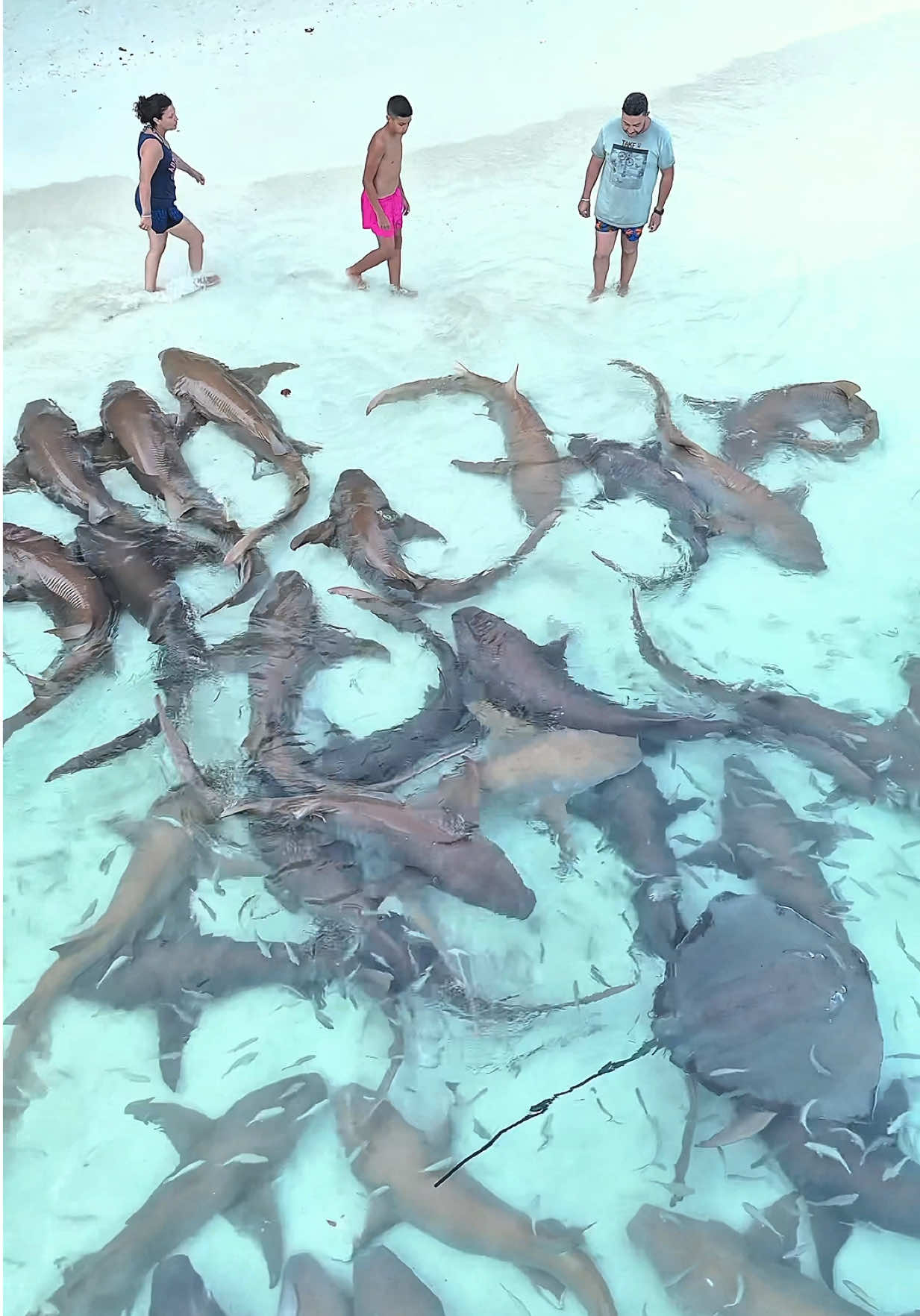 Vaavu thinadhoo shark beach. 🦈 #fypage #foryoupage #thinadhoo #shark #beach #trending #viral #viralvideos #foryou #fyp #creatorsearchinsights 
