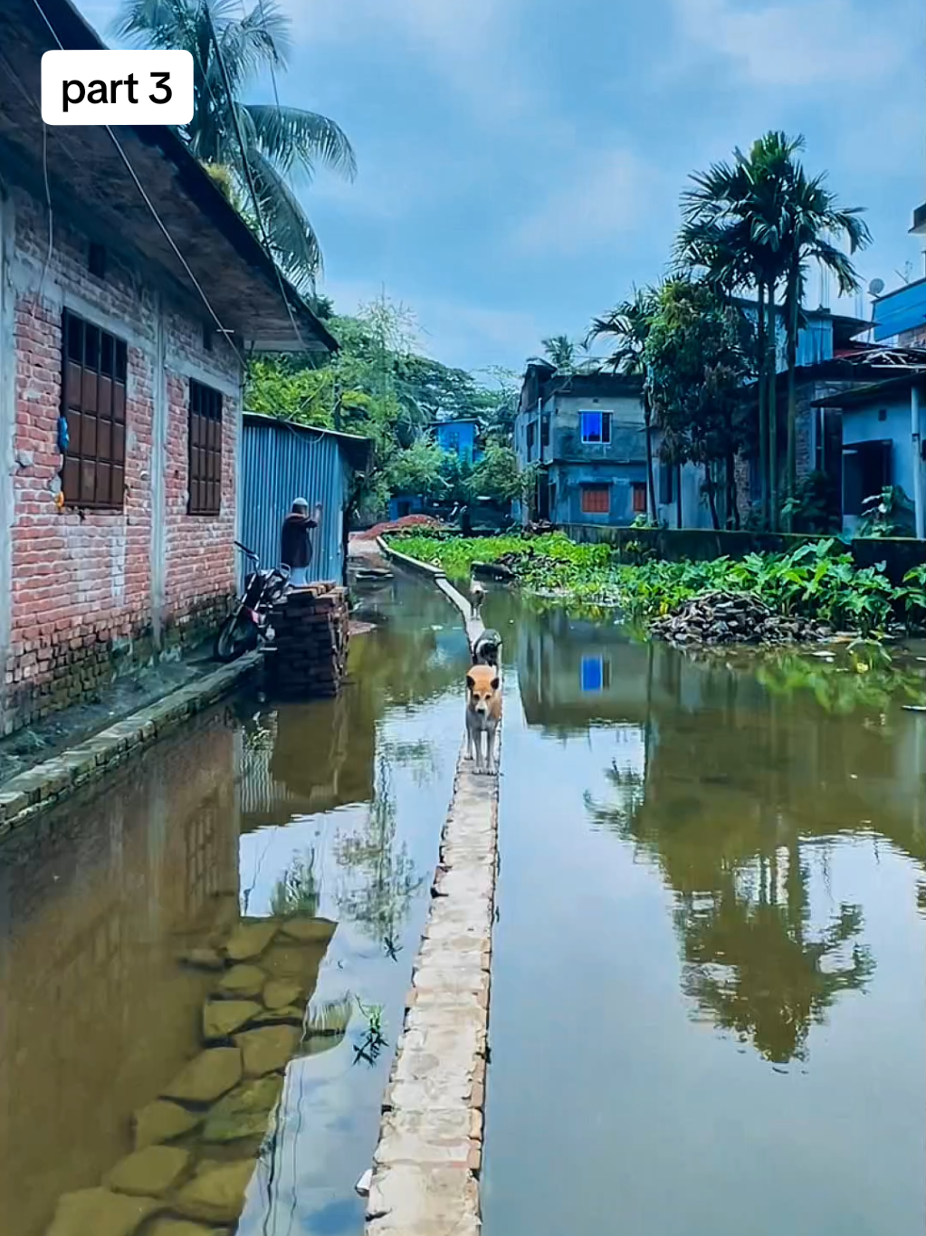 part 3 🐸কে বেশি ঘাউরা, এবার ও হেরে গেলি তোরা ভাই..🤦‍♂️🤣 #foryou #foryoupage #unfreezemyacount #hightlight #viralvideo #millionviews #view 