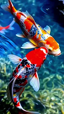 #flowers #naturebeauty #naturelover #videobackground #livewallpaper #relaxing #niceview #amazing #freetouse #usenow #trending #viral #foryoupage #foryou #rogeriochinaglia2 #paravoceforyou  #wallpaper  #wallpapervideo   #4k  #4kwallpaper  #vaiprafy  #foryoupagе  #aesthetic  #relaxingvideos #relaxing #calming @Nature lover @Nature lover @Nature lover @4K wallpaper #LIVEIncentiveProgram #LIVEStory #PaidPartnership 