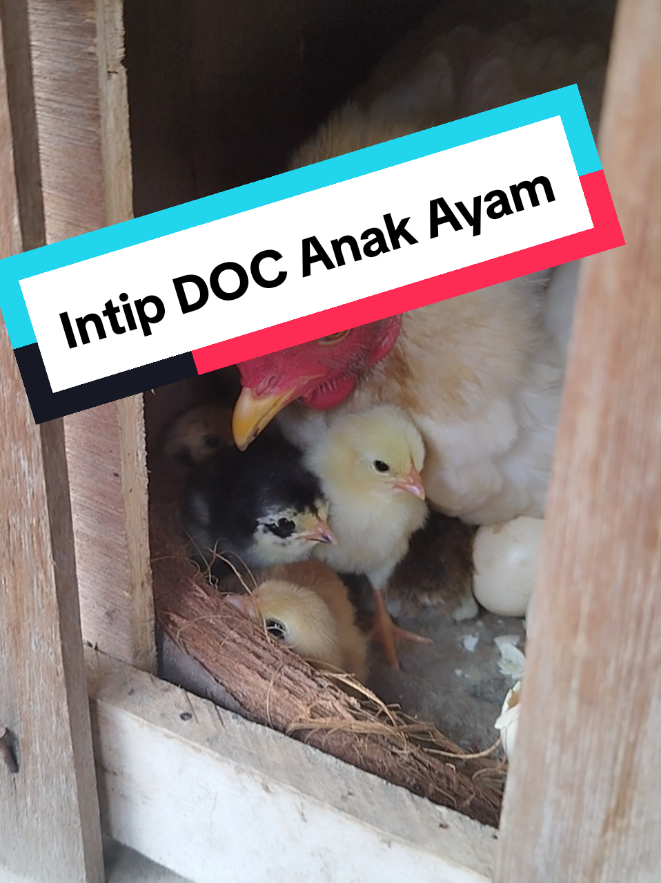 Indukan Ayam dan DOC Anak Ayam Yang Baru Menetas. #indukanayam #docanakayam #menetas 