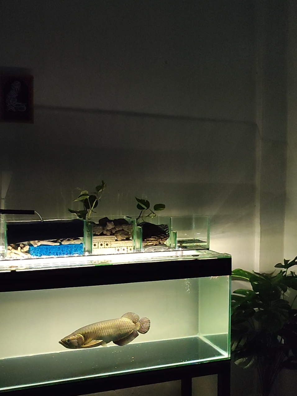 tenang nikmatin ... #arwanajardini #arwanasuperred #ikanarwana #jardini #ikanpredator #predatorfish #arwana 