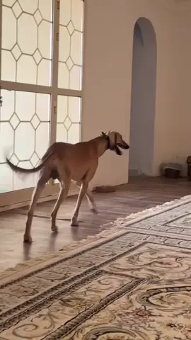 #ماشاء_الله  #explore  #سلق  #مقناص  #fyp 