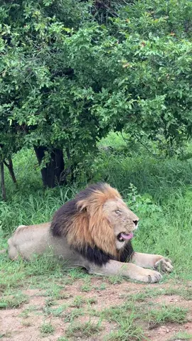 What a sight! A massive male lion right next to the road.#WildAfrica #wild #animal #nature #africanbushkingdom #viral #trend #trending #lion #fyp #fyppppppppppppppppppppppppppppppppppp #fyppppppppppppppppppppppp 