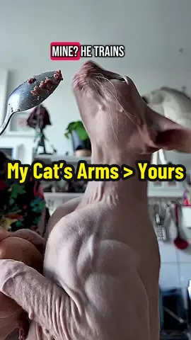 My sphynx baby does pull-ups for snacks… and yes, his arms are more shredded than mine.🦍 This is our little ritual since he was a kitten. He’s basically the miniature, better, furless, ripped version of me. 🖤 #minime #viralcat #sphynxcat #musclebuilding #cattoks #bodybuildingmotivation #bodybuilding #pullup #musclegain #gymrat #swole #PetsOfTikTok #calisthenics #gymbro 