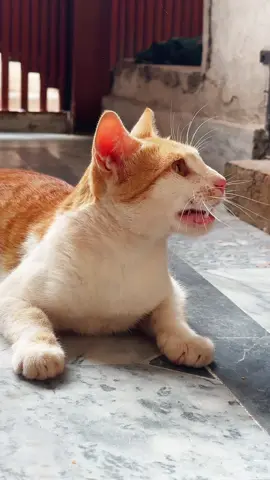 CHIKI DON 🔥#catsoftiktok #photoshoot #trending #simon #foryou #simonstories11 