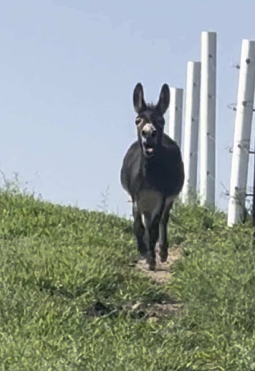 Work on a Sunday? Henry voted neigh #fyp #boggsfunnyfarm #henry #donkey #fypシ #goodmorning #breakfast #sunday #workday 