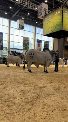 Un poco de la competencia de brahmán 🔥🔥🔥🔥 #agroexpo2025 #fyp #ganado #videoviral #familia 