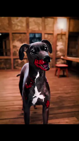 Aso🐕 #aso #dog #timecheck #relapsetime #zachdfilms #fyp 