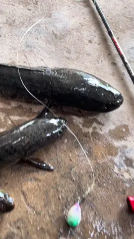 báo cá nha mn h1 hỏa kiếm của anh@Vũ Hiếu quá đỉnh##xh##tt