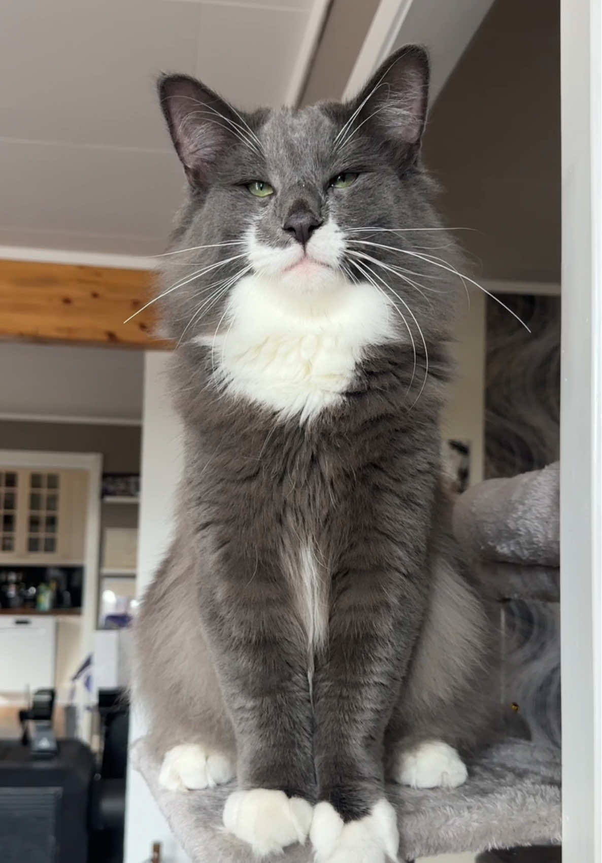 Such a majestic cat!😍 Would you ever own this breed? #majesticcat #catsoftiktok #norwegianforestcat #fyp #cat #xybca #mainecoon #persiancat 