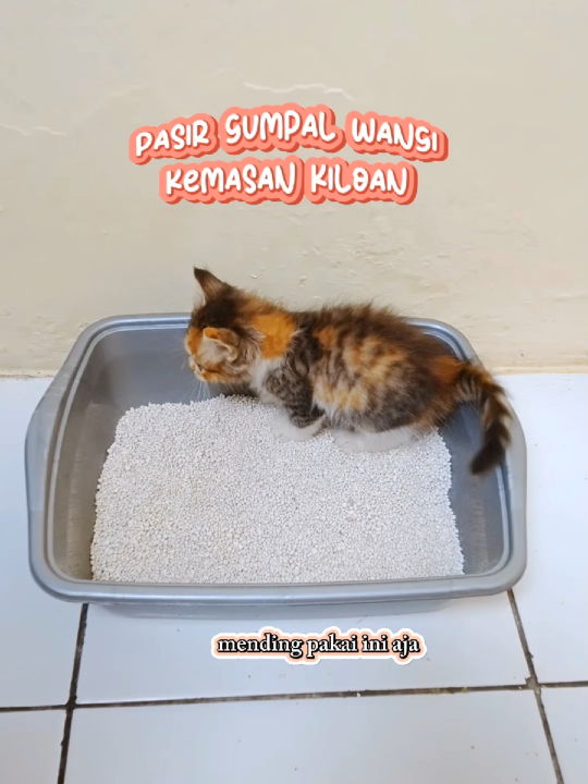 Pasir gumpal wangi Kemasan kiloan #pasirkucing #promomakanmerdeka  #promoguncang88 #paydaysale 