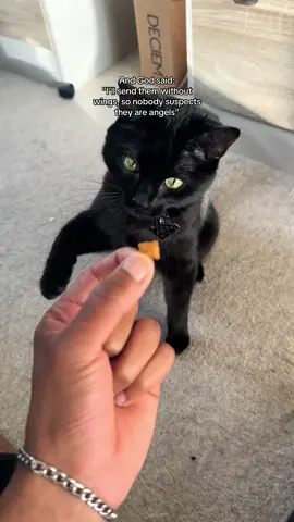 i was sent an angel 👼🏽  #cat #cats #catlover #catsoftiktok #fyp #foryou #foryoupage #catslovers #cattok #petlover #PetsOfTikTok #pets #catvideo #catlovers #catsvideo 