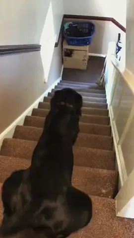 Try not to laugh 😂😂😂 #animals #funny #pet #dog #funnyanimals #funnyvideos #haha #dogsoftiktok #cat #funnypets #PetsOfTikTok 