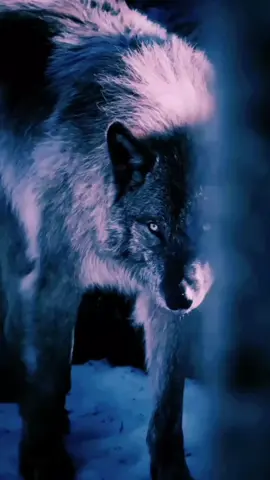✌🏼 #🍀🐺🌖 #wolf #fyp #viral_video 