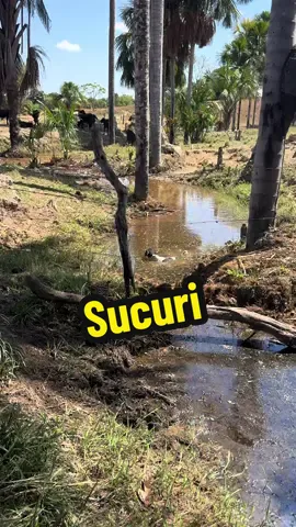 Sucuri no córrego  #sucuri #corrego #cobra #animais #vidanaroça #animais 