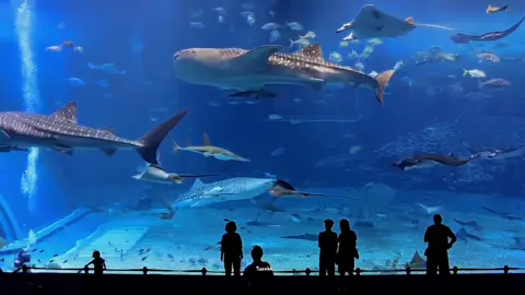 anh đã đứng đợi, đợi em từ rất lâu #tuanhh #cassano #lamsaoembietduoc #tinhieututraitim3