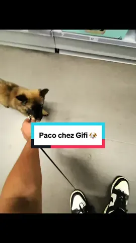 Mon bébé malinois se rend chez Gifi🐶 #malinois #bebes #gifi #mignon 