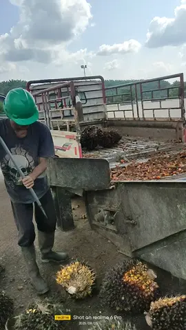 buah kembali,minta direbus dulu,bikin brondolan