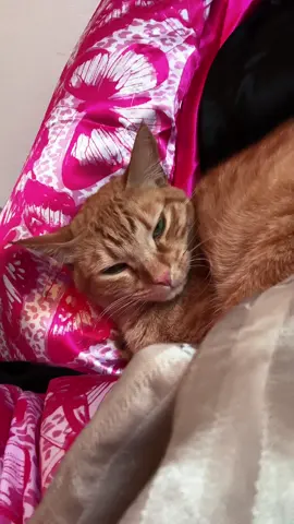 Me & My son 🥹 #catmom #orangecat #CapCut #catsoftiktok #bestie #cat #catlover 