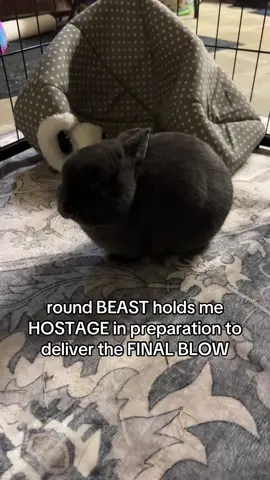 pt2 of the evil bunny saga #bunny #help