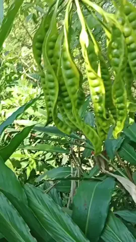 siapa suke peteeee..  #panenbuahdansayur  #berkebundirumahaja  #pete 