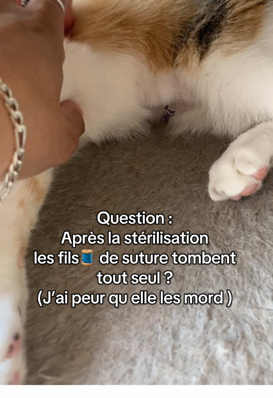 ⁉️⁉️  #kittensoftiktok #fypp #pourtoi #CatLover #Chat 