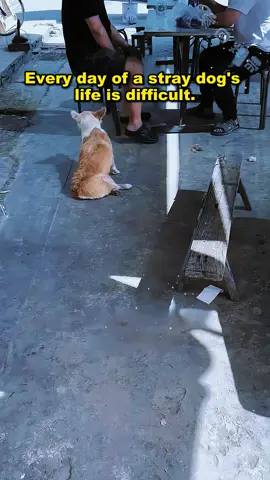 The mother of a disabled stray dog was driven away by begging for food with her puppy. #straydog #straydoglove #dog #rescue #rescuestraydogs #castaway 