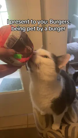 Giving the people what they want #cat #petting #burger #fypシ #fyp 