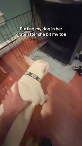 The crate is an effective tool to train dogs #dogs #discipline #englishbullterriers #comedy #spongebob 