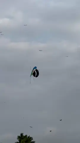 layangan e gatik woo 🤣 #pelayangblitar #pegonlodoyo #pegonceper #pdkitestore #fypシ #pelayangdesa #fyppppppppppppppppppppppp #viral #fyp #pelayanggapangan 