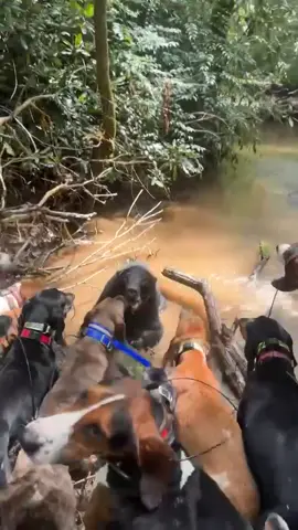 I love when it gets western!! *no dogs was hurt in the making of this video* #westernstyle#nobullshit#fyp#bearhounds#grittybitches