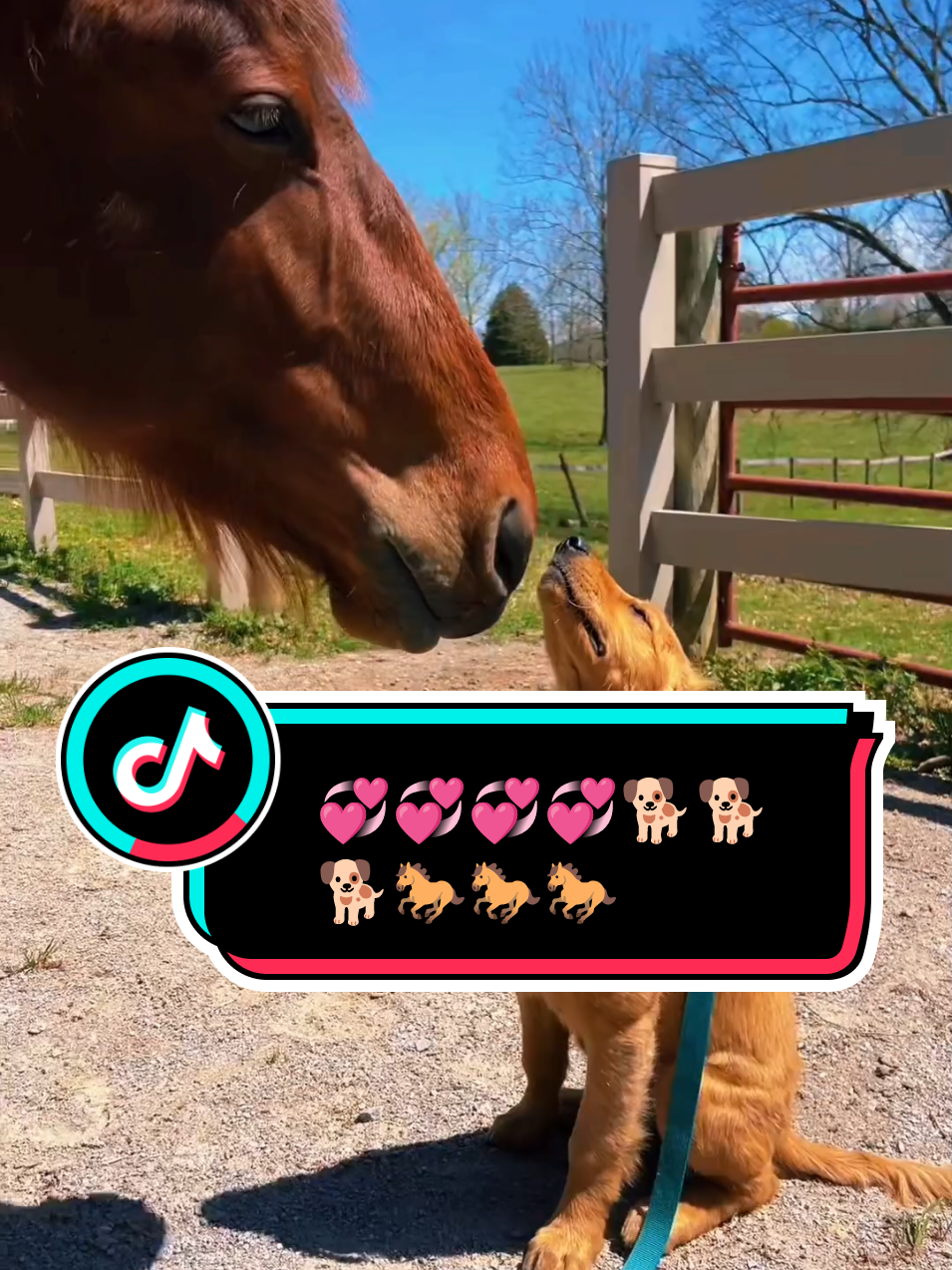HORSES AND DOGS 🐕🐎LOVE @SmileeHere88 #fyp #horse #Love #dog #1million #foryoupage #trending 