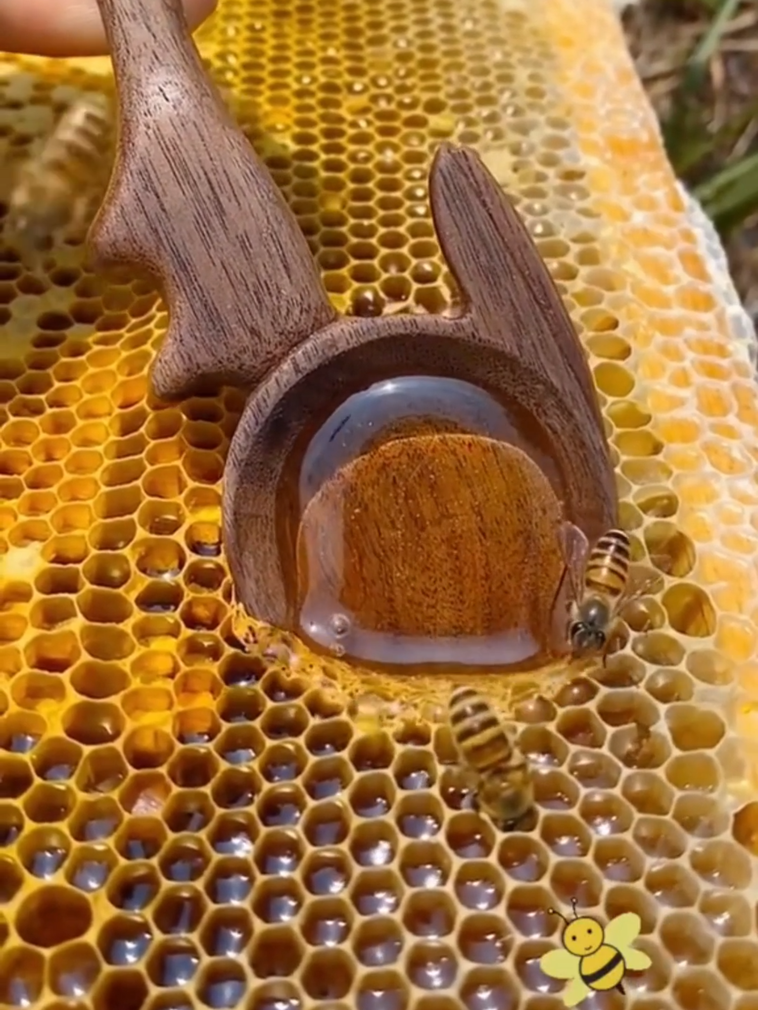 ¡La Miel Puede Conservarse Durante Mil Años Y Seguir Igual!😳!!! #Miel #Curiosidades #DatoInteresante #IncreíblePeroCierto #ParaTi #ContenidoViral #TikTokViral #Naturaleza #Tendencias #Alimentos