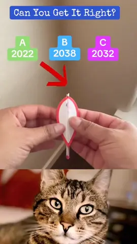 Guess The NUMBER 💯  #shorts  #cat  #bombastic