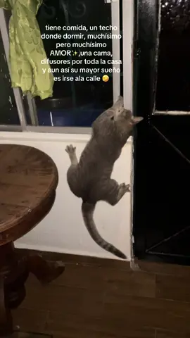 #gatostiktok #funnyvideo #catsoftiktok ❤️‍🩹jajajajaja