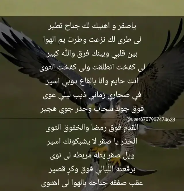 ياصقر و اهنيك لك جناح تطير...لى طرى لك نزعت وطرت يم الهوا