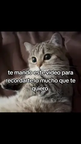 #gatitos #cat #catlover #paradedicar #minovio #minovia #gatitosparadedicar #fyp #foryou #kitten #viral #cutecat #foryoupage #gatos #Amor 