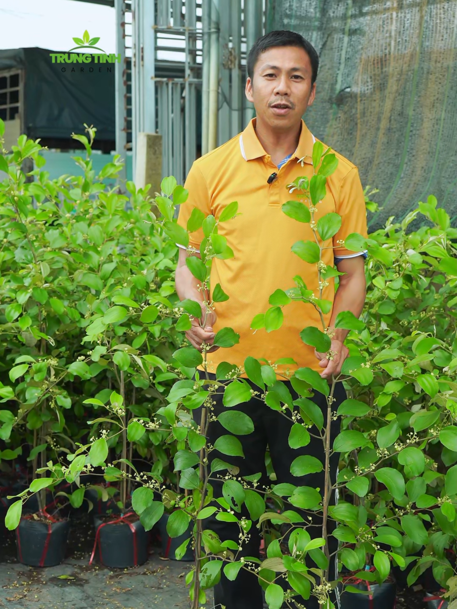 Lô táo Thái da xanh thế hệ mới vừa cập bến vườn nhà em nè quý anh chị ơiii #caygiongtrungtinh #taothaidaxanh #xuhuong #viral #fyp