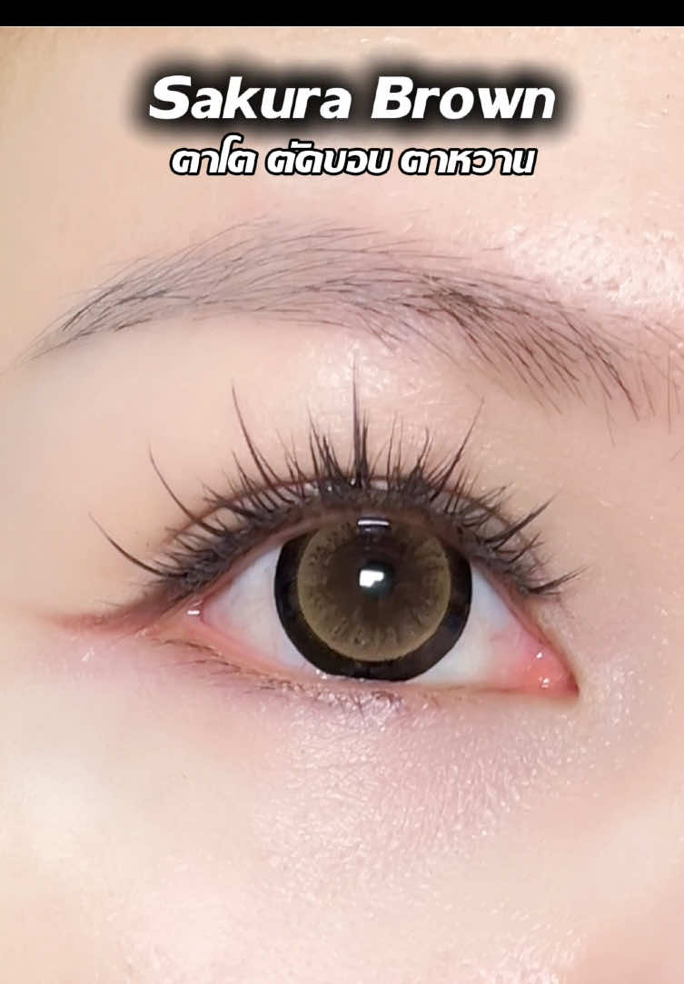Sakura brown คอนแทคเลนส์ตาโต ตัดขอบ ใส่แล้วตาหวานมาก #คอนแทคเลนส์รายเดือน #คอนแทคเลนส์ตาโต 